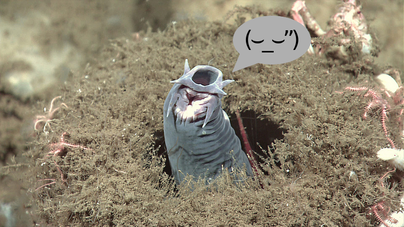 A sad hagfish